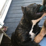 Un Shorty Bull au pelage tricolore debout sur un sol en bois et tenant un objet dans sa gueule.