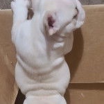 Un Shorty Bull à la robe blanche, qui se tient debout dans une boîte.