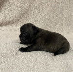 Un petit Shorty Bull à la fourrure noire aux oreilles pendantes, allongée sur du cuir et semblant détendu.