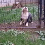Photo d’un Shorty Bull de pelage bicolore debout dans une cage.