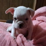 Un chiot Shorty Bull au pelage blanc et aux oreilles légèrement pendantes