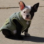 Un Shorty Bull à pelage bicolore, aux oreilles tendues, est assis sur un sol en béton. Il porte un harnais