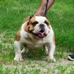 Un Shorty Bull à poils bicolores, debout, langue légèrement tendue et attaché à une laisse.