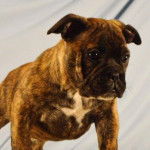  Un Shorty Bull au pelage tricolore aux oreilles légèrement tombantes, debout et semblant triste