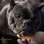 Gros plan sur un Shorty Bull aux oreilles tendues et aux yeux bruns.