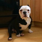Un Shorty Bull au pelage noir et blanc est assis sur un sol carrelé et regarde la caméra.