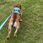 Un Shorty Bull courant sur un terrain herbeux