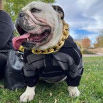 Un Shorty Bull sur un terrain herbeux tirant la langue et portant un collier au cou