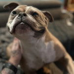 Un Shorty Bull assis sur un canapé et se faisant caresser la fourrure 