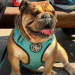 Un Shorty Bull assis portant un harnais et un collier autour du cou