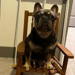 Un Shorty Bull assis sur une chaise en bois et regardant vers la caméra