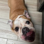 Un Shorty Bull sur un parquet et se léchant les babines