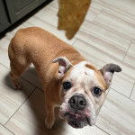 Un Shorty Bull sur un parquet en bois et s'apprêtant à manger 