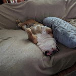 Un Shorty Bull allongé de dos sur un canapé et semblant dormir