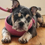 Un Shorty Bull allongé sur un parquet et portant un harnais