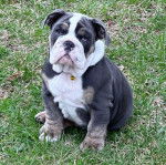 Un Shorty Bull assis sur un terrain herbeux