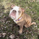 Un Shorty Bull assis sur un sol herbeux