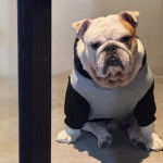 Un Shorty Bull assis et regardant vers la caméra