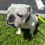 Un Shorty Bull assis sur un sol gazonné et tenu en laisse