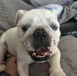 Un Shorty Bull allongé sur un lit et ayant la gueule ouverte