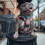 Un Shorty Bull dans un panier portant un harnais et tirant la langue 