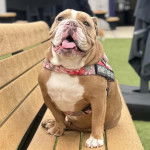 Un Shorty Bull assis sur un banc en bois et portant un harnais