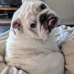 Un Shorty Bull assis sur une couverture et regardant la caméra de derrière