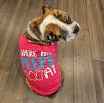 Un Shorty Bull  assis sur un plancher en bois et portant un habit pour chien