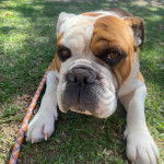 Un Shorty Bull allongé sur un terrain herbeux et tenu en laisse