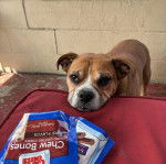 Un Shorty Bull regardant vers la caméra