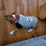 Un Shorty Bull allongé sur un plancher et portant un collier au cou