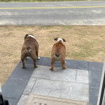 Deux Shorty Bull sur un sol carrelé  