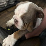 Un Shorty Bull allongé sur les cuisses d'une personne