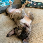 Un Shorty Bull allongé de dos sur un lit