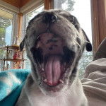 Un Shorty Bull ayant la gueule ouverte