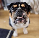 Un Shorty Bull sur un plancher