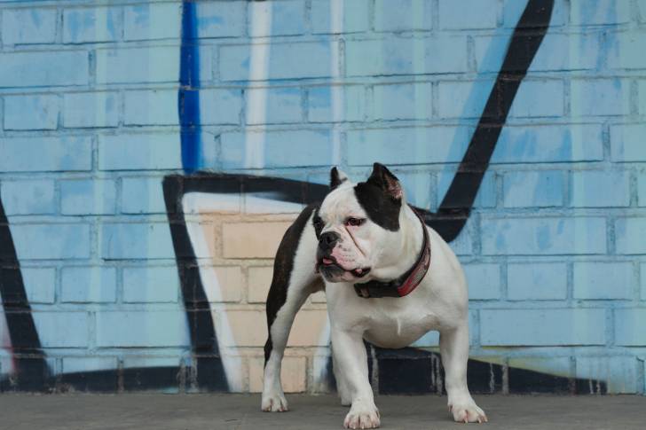 Un Shorty Bull au pelage blanc tacheté de noir, se tenant debout devant un mur de graffitis