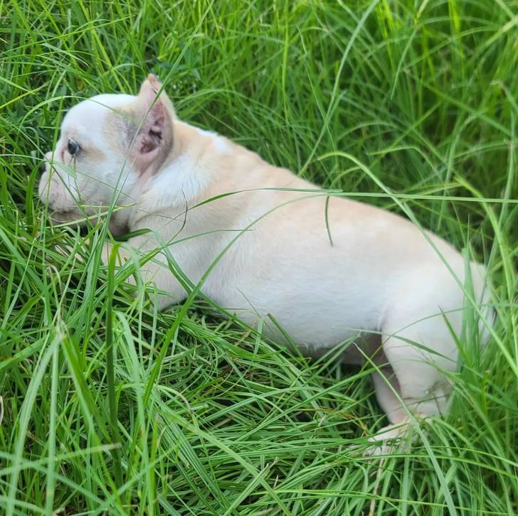 Un chiot Shorty Bull allongé sur surface une herbacée et semble détendu