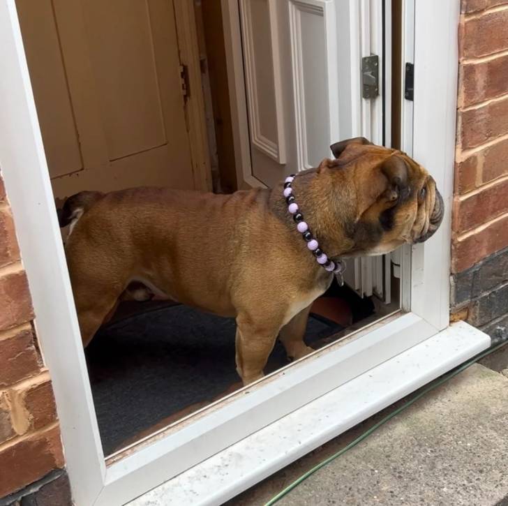 Un Shorty Bull portant un collier au cou et regardant par la porte