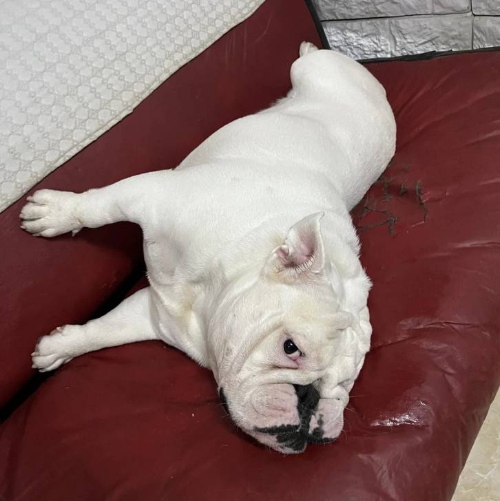 Un Shorty Bull allongé sur un canapé