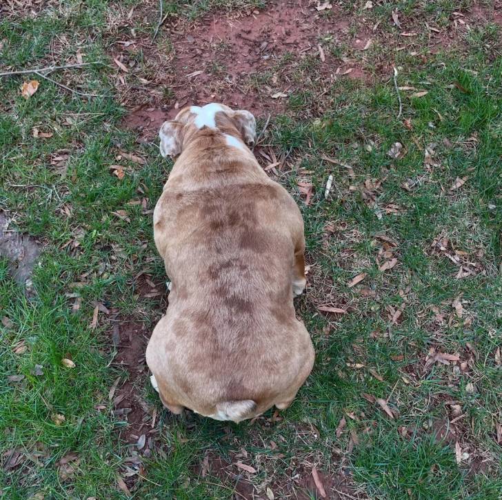 Un Shorty Bull sur un terrain herbeux
