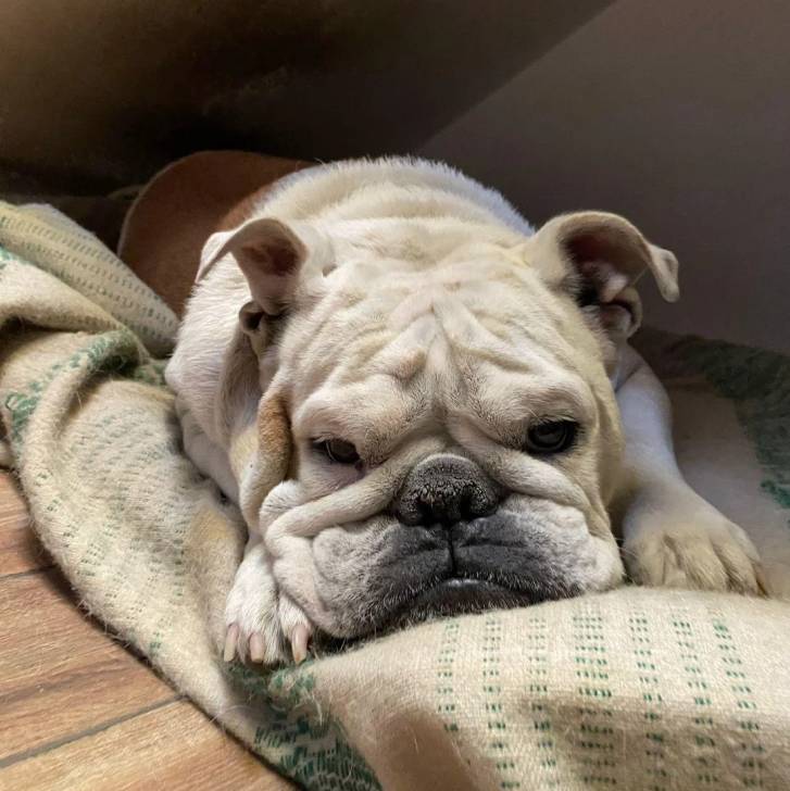 Un Shorty Bull allongé sur une couverture