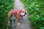 Un Shorty Bull sur un sentier portant un harnais et tenu en laisse
