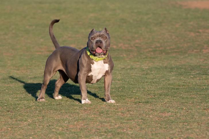 Un Shorty Bull au pelage fauve sable avec une étoile blanche sur le poitrail, dans un parc