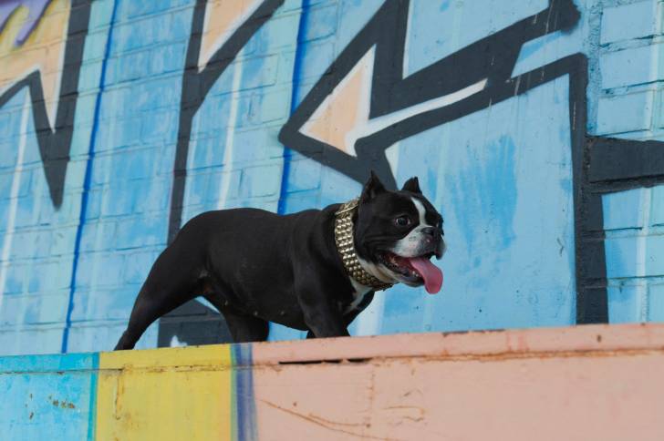 Un Shorty Bull au pelage noir avec une étoile blanche sur le poitrail, sur un trottoir