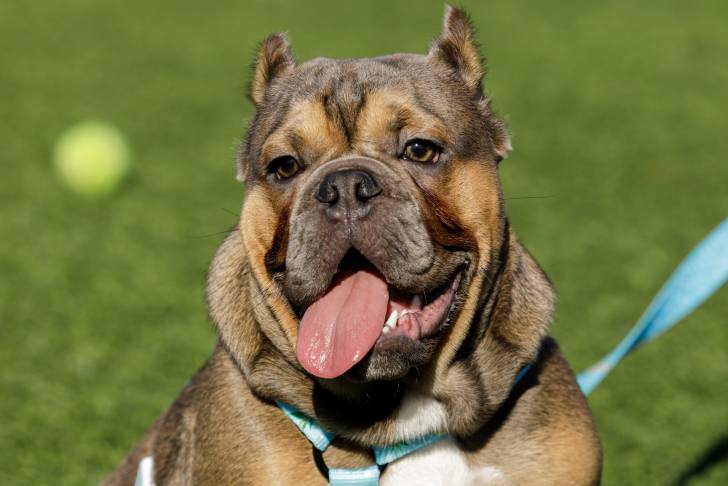 Un Shorty Bull au pelage fauve, portant un harnais bleu, dans un parc