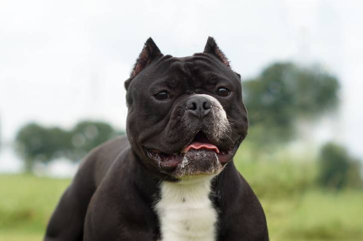 Un Shorty Bull au pelage brun foncé dans un parc