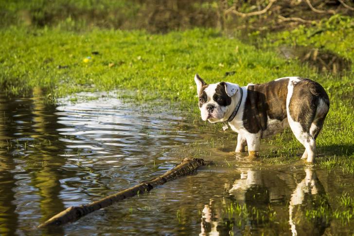 Un Shorty Bull au pelage tacheté blanc et brun, se tenant debout dans une mare 