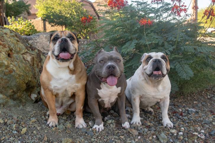 Un Shorty Bull et deux Bouledogues anglais, assis à côté d’un bosquet de fleurs