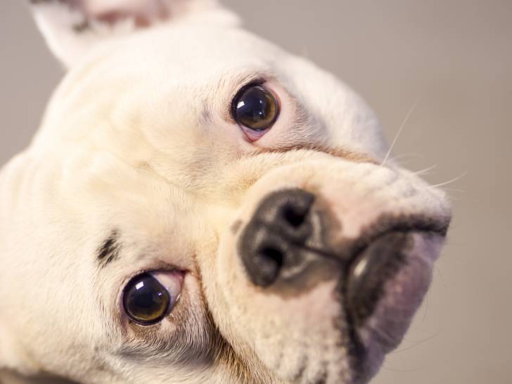 Un gros plan du visage d’un Shorty Bull au pelage blanc